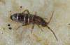 Tomocerus vulgaris